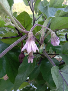 茄子是自花授粉吗 茄子是否属于自花授粉？
