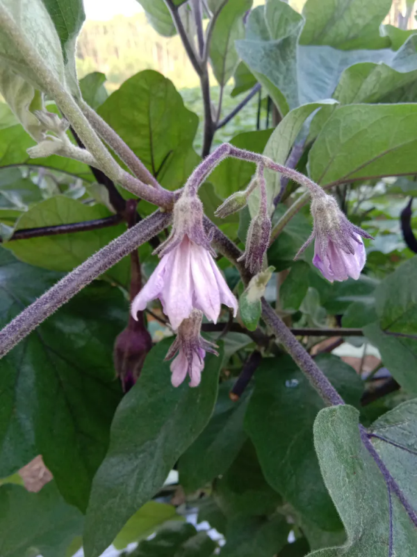 茄子是自花授粉吗