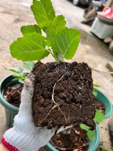 无花果种子多久发芽 无花果种子需要多长时间才能发芽？