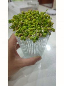 ?；ㄖ肿佣嗑梅⒀??；ㄖ肿蛹柑炷芊⒀?/></i><h2>?；ㄖ肿佣嗑梅⒀?樱花种子几天能发芽</h2><p>你是不是想知道?；ㄖ肿佣嗑梅⒀康幕ɑ苎诚喙鼗疤?，一起跟随绿植迷网小编看看吧！?；ㄖ肿佣嗑梅⒀坑；ㄖ肿硬ブ趾?，如果生长环境比较适宜，并且</p></a></li>
          </ul>
        </div>
      </div>
    </div>
    <div   id=