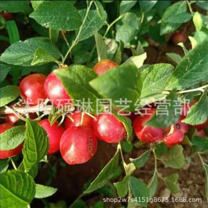 钙果种子多久发芽 钙果种子发芽需要多长时间？