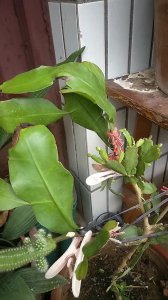 昙花什么时候嫁接成活率高 昙花嫁接成功率高的时间是什么时候？