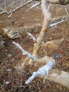 山楂树什么时候嫁接成活率高 山楂树何时嫁接成功率最高？