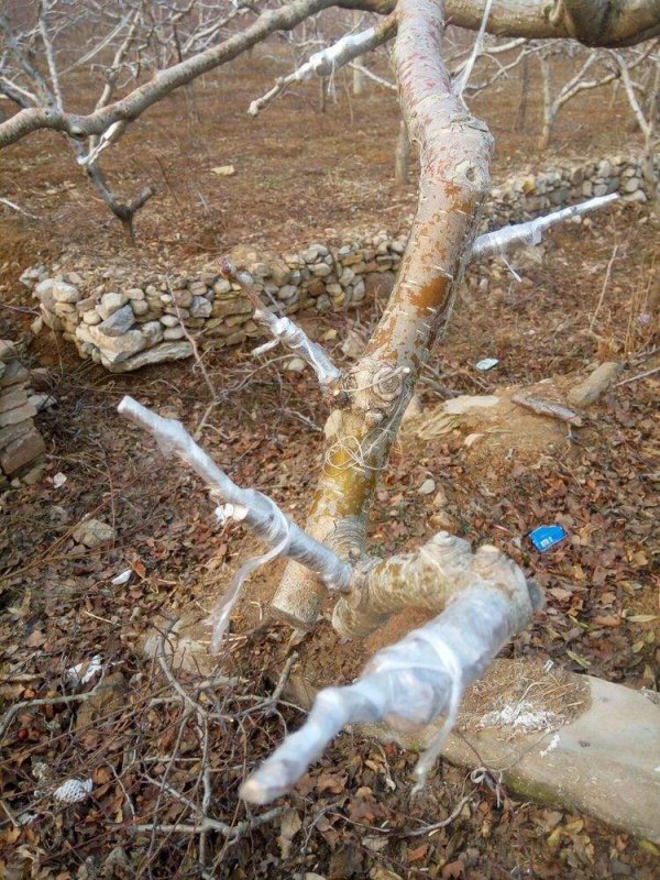 山楂树什么时候嫁接成活率高