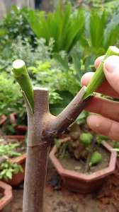 无花果什么时候嫁接成活率高 无花果嫁接的最佳时间及成功率