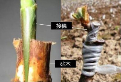 弥猴桃什么时候嫁接成活率高 何时嫁接猕猴桃成功率高