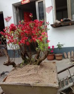 映山红什么时候嫁接成活率高 嫁接映山红的最佳时间及成功率