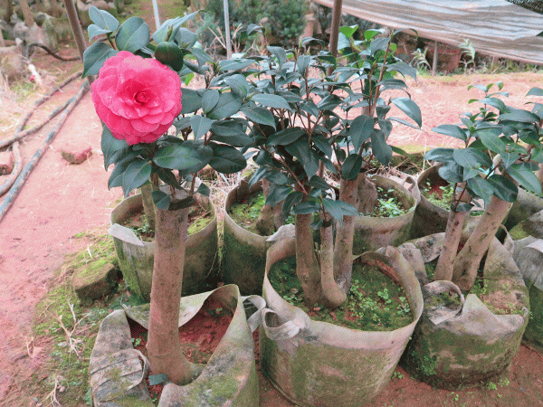山茶花可以嫁接吗