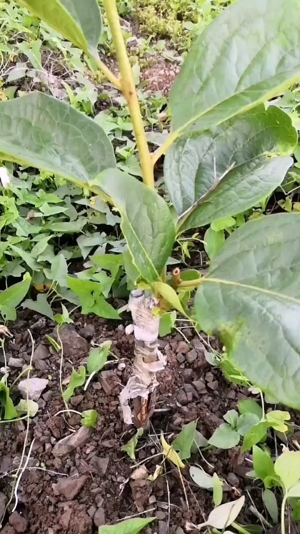 柿子树可以嫁接吗
