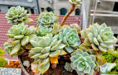 多肉种多深合适 多肉适合种植多深