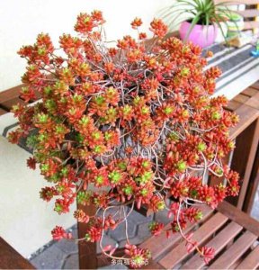 虹之玉怎么养成老桩造型 如何培养虹之玉成为老桩形态