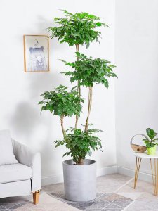 幸福树怎么养成老桩造型 如何培养幸福树成为老桩造型
