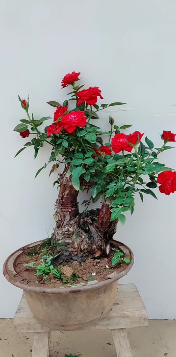 玫瑰花怎么养成老桩造型