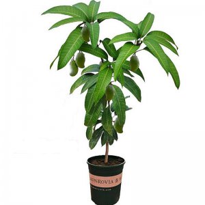 芒果树盆栽几年结果 盆栽种植多久挂果