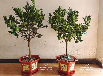 砂糖橘盆栽几年结果 几年结果砂糖橘盆栽
砂糖橘盆栽结果多久