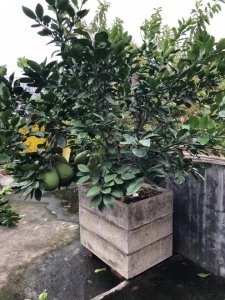 柚子树盆栽几年结果 柚子盆栽几年开花结果？