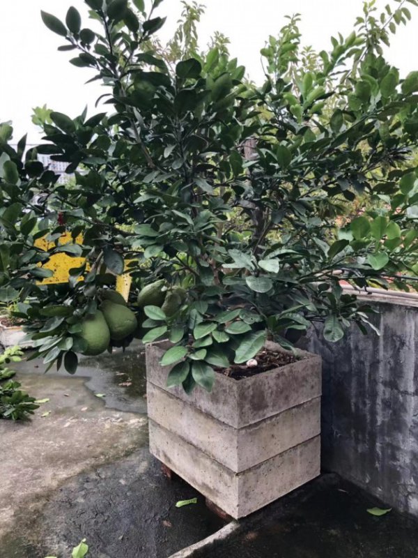 柚子树盆栽几年结果