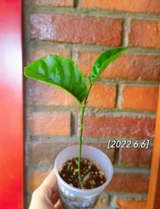 菠萝蜜盆栽几年结果 菠萝蜜盆栽多久能结果？