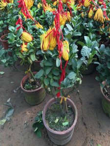 金佛手盆栽几年结果 金佛手盆栽几年开花结果