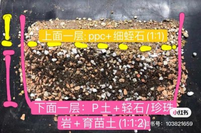 多肉广寒宫怎么配土 多肉广寒宫应该用什么土壤？