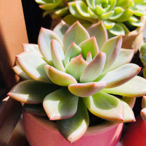 多肉植物是喜阳还是喜阴 多肉植物更喜欢阳光还是阴凉？