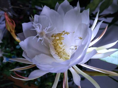 昙花喜水吗 昙花爱水吗？