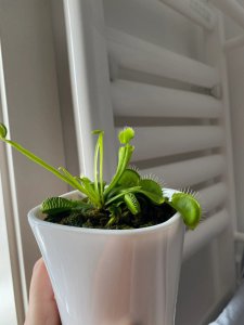 捕蝇草喜光吗 捕蝇草喜欢光线吗？