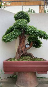 雀梅喜光吗 雀梅喜欢阳光吗？