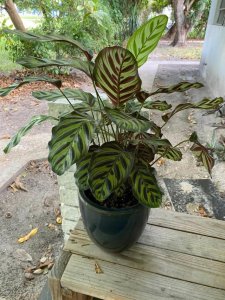 孔雀竹芋喜光吗 孔雀竹芋喜欢阳光吗？