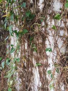 爬山虎耐旱吗 山虎是否耐旱、山虎对干旱有抵抗力吗