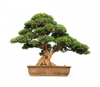 罗汉松耐旱吗 罗汉松是否耐旱？