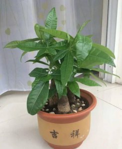 发财树耐旱吗 发财树是否耐旱？