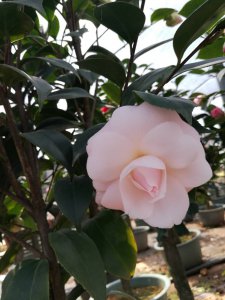 茶花耐旱吗 茶花是否耐旱？