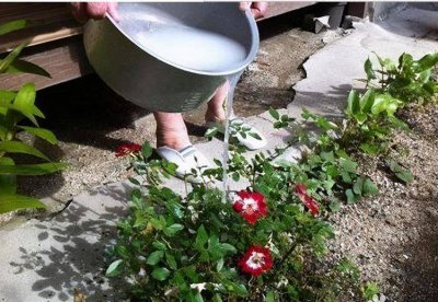 淘米水可以浇松树吗 淘米水适合浇水松树吗？