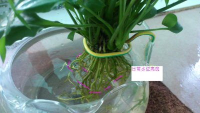 淘米水可以浇一帆风顺吗 淘米水是否可以为生活增添好运？