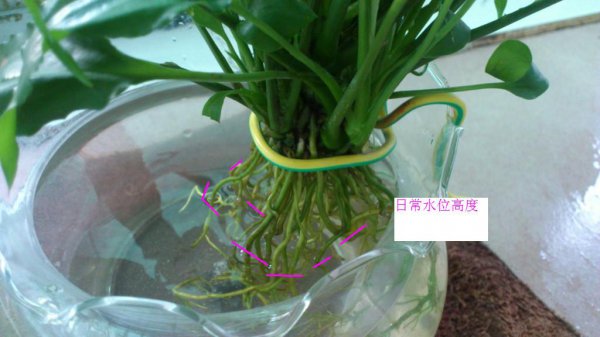 淘米水可以浇一帆风顺吗