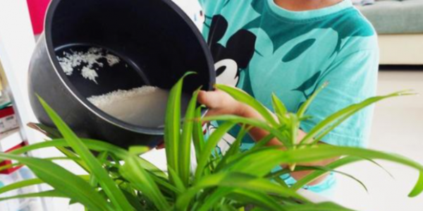 淘米水可以浇茶花吗
