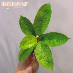 牛奶可以浇橡皮树吗 用牛奶浇灌橡胶树是否可行？