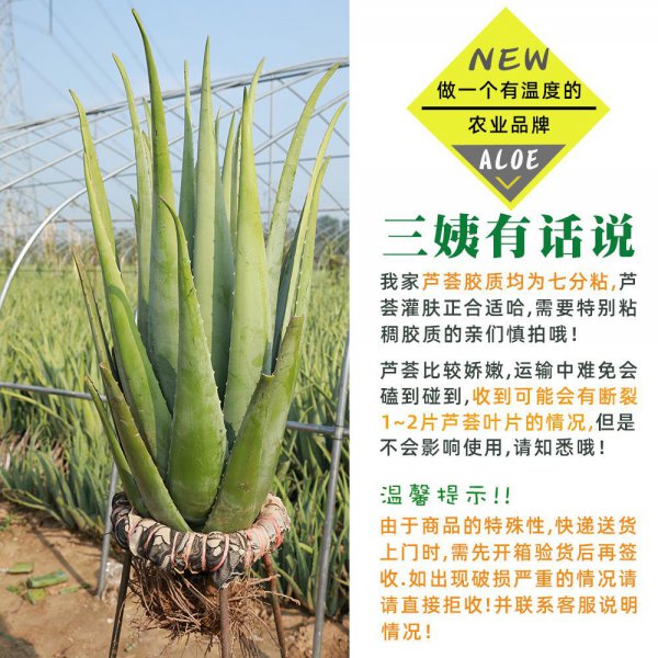 牛奶可以浇芦荟吗