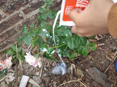 牛奶可以浇仙人球吗 仙人球可以用牛奶浇吗？