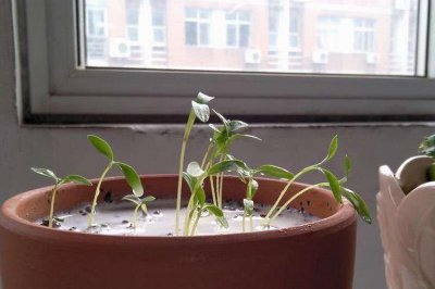 牛奶可以浇长寿花吗 长寿花可以用牛奶浇吗？