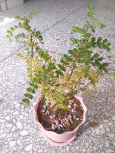 清香木可以浇啤酒吗 清香木能用来浇酒吗？