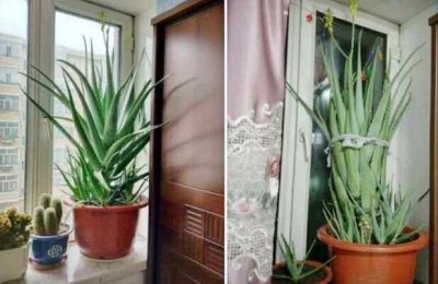 芦荟可以浇啤酒吗 芦荟能用啤酒浇吗？