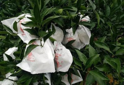 丑柑什么时候套袋最好 何时最适合为丑柑套袋？