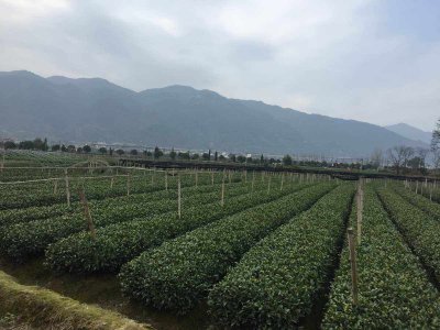 茶叶是经济作物吗 茶叶在经济中的地位