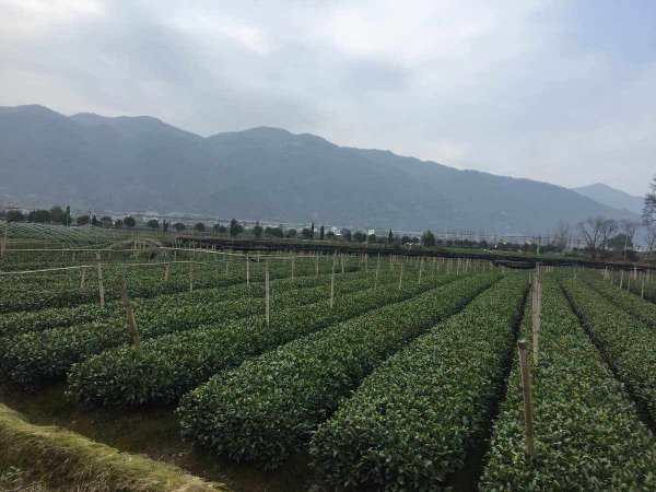 茶叶是经济作物吗