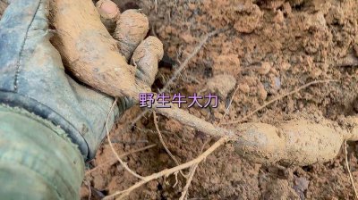 牛大力什么时候挖最好 牛大力在何时挖掘效果最佳？