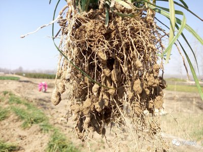麦冬什么时候挖最好 最佳麦冬挖掘时间是什么时候？