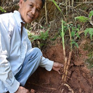 芦根什么时候挖最好 芦根最佳挖掘时间是什么时候？