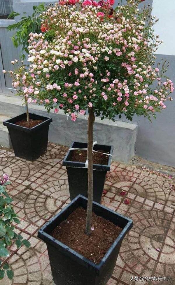 山木香什么时候挖最好